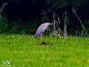 Grey Heron - Czapla Siwa